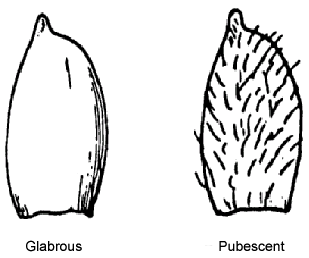 This diagram shows the Glume Pubescence - Glabrous, Pubescent