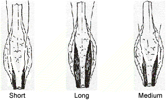 This diagram shows the Glume Length - Short, Long, Medium