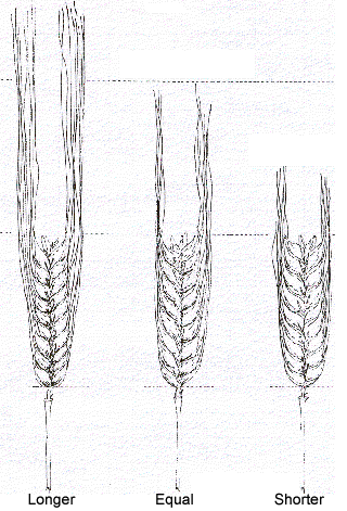 This diagram shows the Length of Barley Awns' Extension (relative to ear length) - Longer, Equal, Shorter