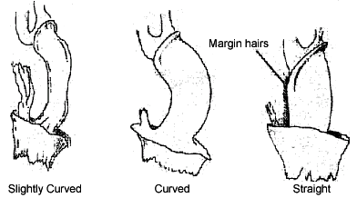 This diagram shows the First Rachis Segment - Slightly Curved, Curved, Straight