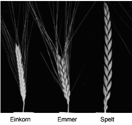 This diagram shows the Spike and Spikelet Characteristics of Einkorn, Emmer and Spelt