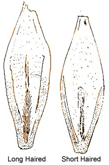 This diagram shows the Rachilla Hairs - Long Haired, Short Haired