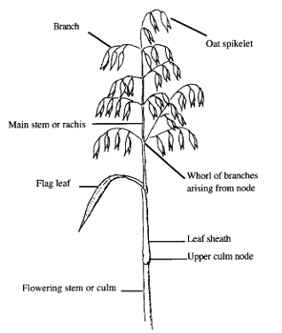 Diagram of the Panicle Characteristics