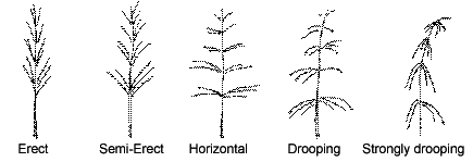 This diagram shows the Panicle Branch Position - Erect, Semi-Erect, Horizontal, Drooping, Strongly Drooping