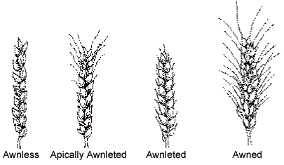 This diagram shows the Spike Awnedness - Awnless, Apically awnletted, Awnletted, Awned