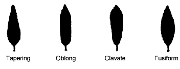 This diagram shows the Spike Shape - Tapering, Oblong, Clavate, Fusiform