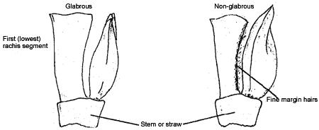 Diagram of the Rachis Margin Pubescence