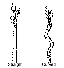 This diagram shows the Culm: Shape of Neck - Straight, Curved