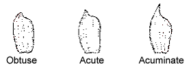 This diagram shows the Glume Beak Shape - Obtuse, Acute, Acuminate