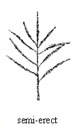 Tassel:Attitude of lateral tassel branches, Semi-Erect