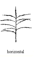 Tassel:Attitude of lateral tassel branches, Horizontal