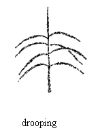 Tassel: Attitude of lateral tassel branches, Drooping