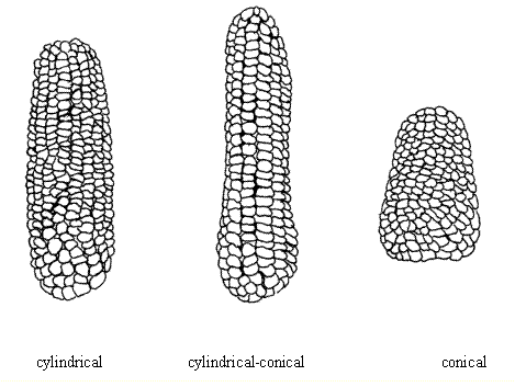 Ear Shape, Cylindrical, Cylindrical-Conical and Conical