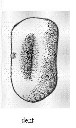 Kernel shape, Dent