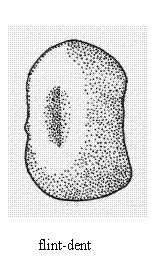 Kernel shape, Flint-dent