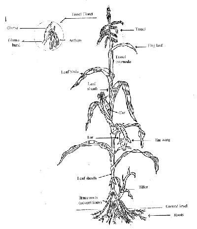 Diagram - Corn plant with Tassel Floret Diagram Insert