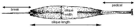 Parts of Silique: Length, width, length of beak, length of pedicel