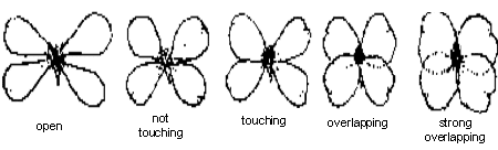 Types of flower petal spacing: open, no touching, touching, overlapping, strong overlapping