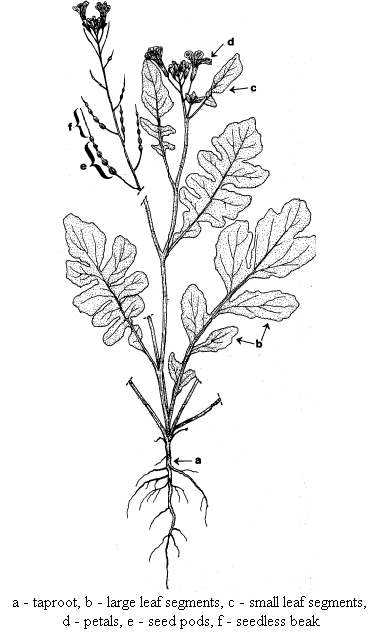 Parts of an Oilseed radish: taproot, large leaf segments, small leaf segments, petals, seed pods, seedless beak