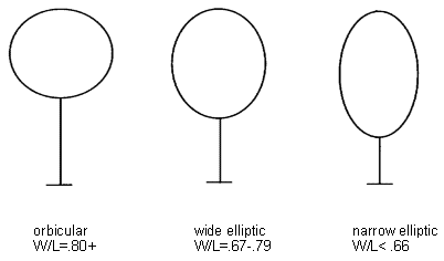 This diagram shows an orbicular shap with .80+ for width/lamina length, an wide elliptic shape with width/lamina of 0.67-.79 and narrow elliptc shape with less than .66 width lamina ratio