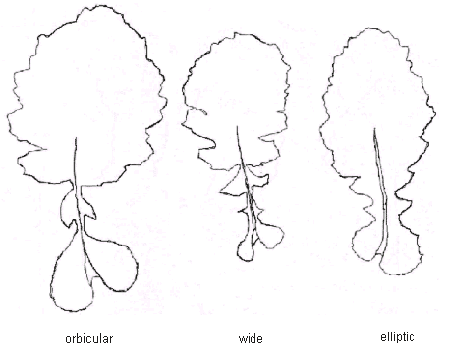 Types of lyrate leaves: orbicular, wide, elliptic