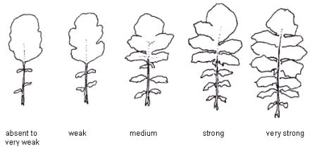 Types of development of leaf lobes: absent to very weak, weak, medium, strong and very strong