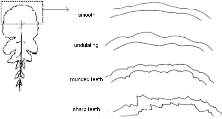 Types of margin shape: smooth, undulating, rounded teeth, sharp teeth