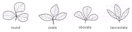 Image comparing Alfalfa Leaflet - from left to right are round, ovate, obovate, and lanceolate.