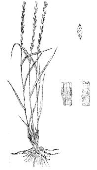 Northern Wheatgrass