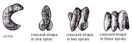 Image comparing Alfalfa Pod Shape - from left to right are sickle, crescent-shape in one spiral, crescent-shape in two spirals, crescent-shape in three spirals.