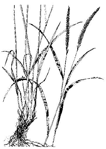 Siberian Wheatgrass