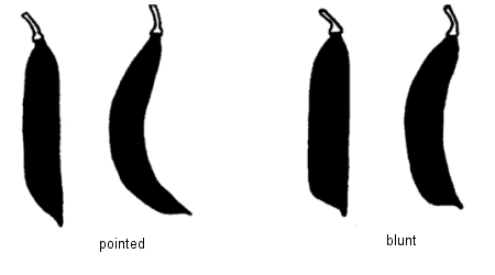 Distal part shape of pod - pointed and blunt