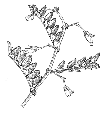 Diagram - Chickpea plant with pods