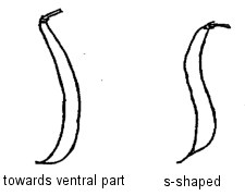 Shape of pod curvature - towards ventral part, s-shaped.