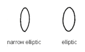 Seed shape - narrow elliptic, elliptic.