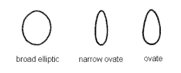 Seed shape - broad elliptic, narrow ovate, ovate.