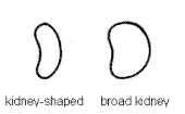 Seed shape - kidney-shaped, broad kidney.