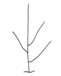 Plant growth habit - semi-erect to horizontal