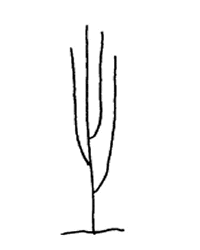 Plant growth habit - erect