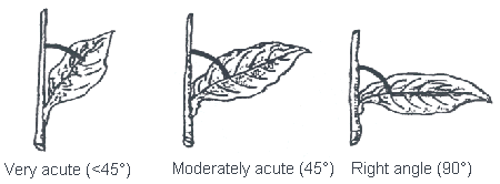 Image - Angle of Leaf Insertion - Left to right: Very acute (<45°), Moderately acute ( 45°), Right angle (90°)