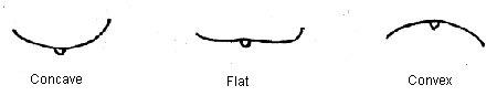 Image - Leaf Shape in Cross Section - Left to right: Concave, Flat, Convex