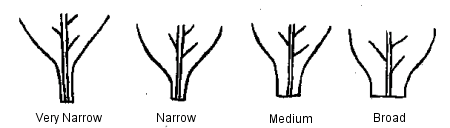 Image - Width of Leaf Blade at Base - Left to right: Very Narrow, Narrow, Medium, Broad