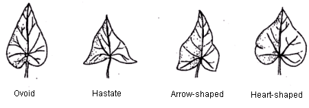 Image - Leaf Shape - Left to right: Ovoid, Hastate, Arrow-shaped, Heart-shaped