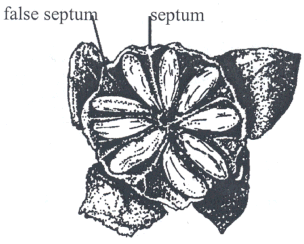 Image - Ciliation of false septa in Capsule