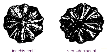 Image - Capsule Dehiscence - Left: indehiscent, Right: semi-dehiscent