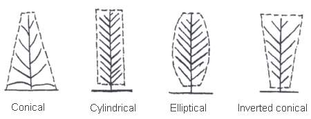 Image - Tobacco Plant Shape - Left to right: Conical, Cylindrical, Elliptical, Inverted conical