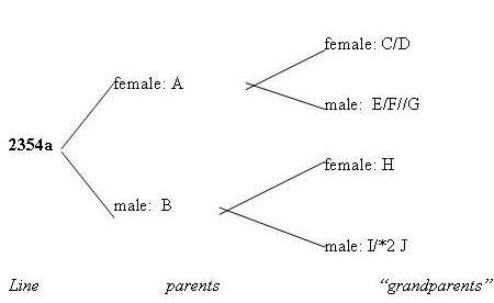 Dendrogram of Family Tree Method