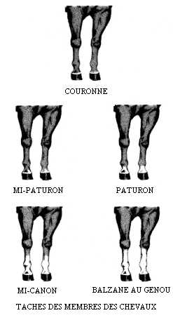 Tâches des membres des chevaux