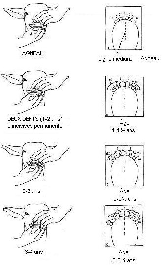 Dentition des petits ruminants