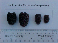 Comparaison de variétéss de mûres - largeur